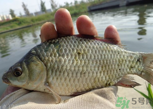 野生鯽魚多少錢一斤？野生鯽魚怎么區(qū)分？