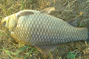 野生鯽魚多少錢一斤？野生鯽魚怎么區(qū)分？