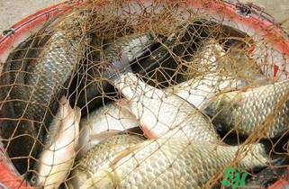 野生鯽魚(yú)怎么做好吃？野生鯽魚(yú)的做法