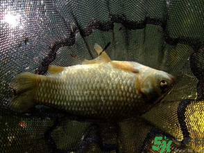 野生鯽魚(yú)怎么做好吃？野生鯽魚(yú)的做法