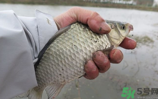 野生鯽魚(yú)怎么做好吃？野生鯽魚(yú)的做法