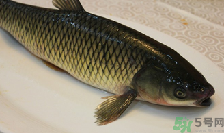 秋天怎么釣草魚？秋天草魚好釣嗎？