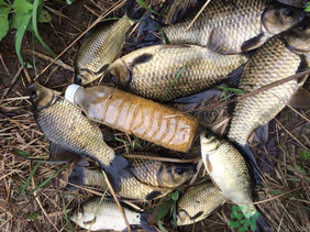 野生鯽魚怎么釣？釣野生鯽魚的技巧
