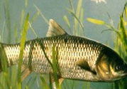 秋天怎么釣草魚？秋天草魚好釣嗎？