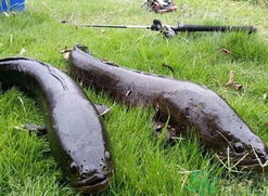 10月份還能釣黑魚嗎？幾月份釣黑魚最好？