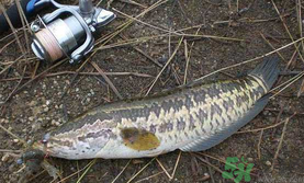 10月份還能釣黑魚嗎？幾月份釣黑魚最好？