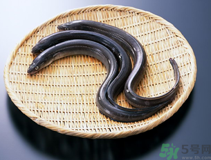 十月份可以釣黃鱔嗎？黃鱔可以釣到幾月份？