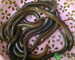 活黃鱔如何保存？活鱔魚(yú)怎么保存？