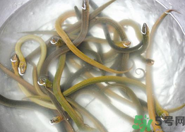 活黃鱔如何保存？活鱔魚(yú)怎么保存？