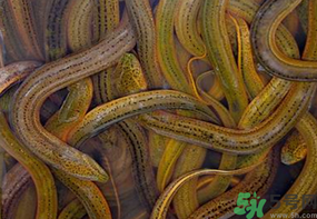 活黃鱔如何保存？活鱔魚(yú)怎么保存？