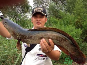 十月份黑魚好釣嗎？十月份怎么釣黑魚？
