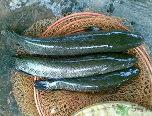秋天可以釣黑魚嗎？秋天黑魚在什么地方？