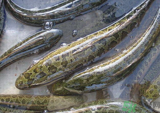 秋天可以釣黑魚嗎？秋天黑魚在什么地方？