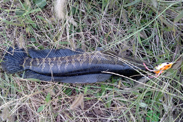 秋天怎么釣黑魚？秋天釣黑魚技巧