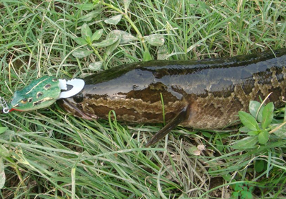 秋天怎么釣黑魚？秋天釣黑魚技巧