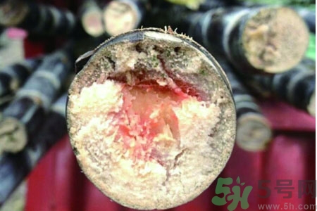 發(fā)霉的甘蔗吃了會中毒嗎？發(fā)霉的甘蔗長什么樣子？