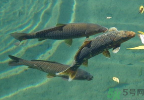 十月份釣青魚好釣嗎？釣青魚什么時(shí)間最好？