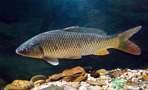 十月份釣青魚好釣嗎？釣青魚什么時(shí)間最好？