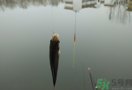陰天怎么釣魚？陰天釣魚技巧