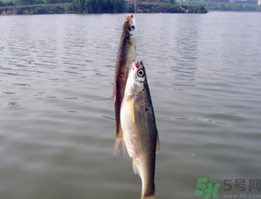 陰天怎么釣魚？陰天釣魚技巧