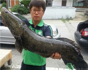秋季釣黑魚用什么魚餌？秋天釣黑魚用什么餌？