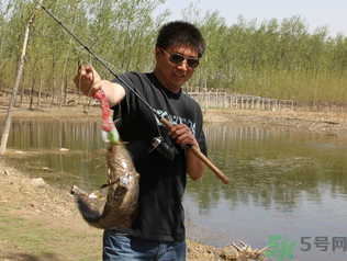 秋季釣黑魚用什么魚餌？秋天釣黑魚用什么餌？