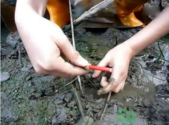 秋季可以釣黃鱔嗎？黃鱔怎么釣？