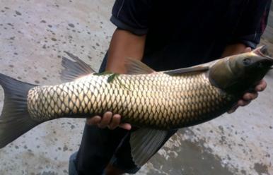 野生草魚多少錢一斤？野生草魚價(jià)格