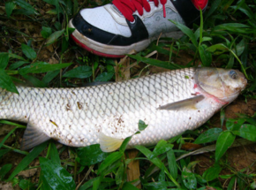 野生草魚多少錢一斤？野生草魚價(jià)格