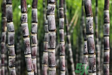 孕婦能吃甘蔗嗎？孕婦吃甘蔗會導(dǎo)致血糖升高嗎？