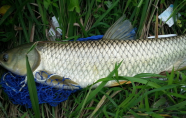 野生草魚多少錢一斤？野生草魚價(jià)格