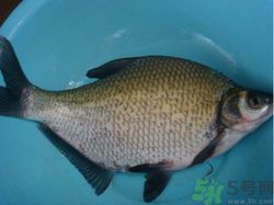 鳊魚(yú)多少錢(qián)一斤？野生鳊魚(yú)多少錢(qián)一斤？