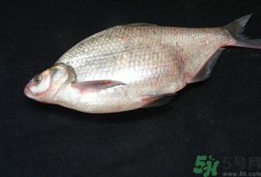 鳊魚(yú)多少錢(qián)一斤？野生鳊魚(yú)多少錢(qián)一斤？