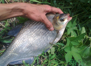 鳊魚(yú)多少錢(qián)一斤？野生鳊魚(yú)多少錢(qián)一斤？