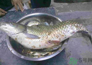 秋天夜釣草魚怎么釣？秋天夜釣草魚技巧