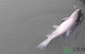 秋天夜釣草魚怎么釣？秋天夜釣草魚技巧