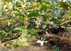 新鮮桂花怎么處理？新鮮桂花怎么保存？