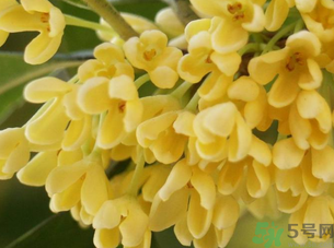 新鮮桂花怎么處理？新鮮桂花怎么保存？
