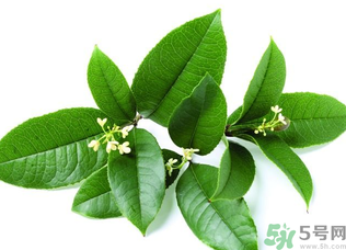 新鮮桂花怎么處理？新鮮桂花怎么保存？