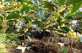 新鮮桂花能吃嗎？新鮮桂花怎么吃？