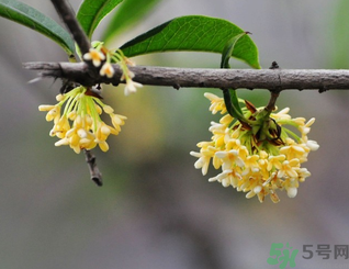 新鮮桂花可以做什么好吃的？新鮮桂花的做法大全