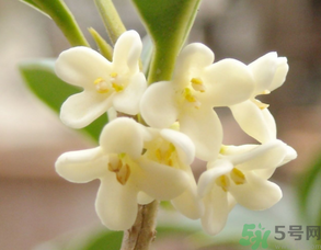 新鮮桂花可以做什么好吃的？新鮮桂花的做法大全