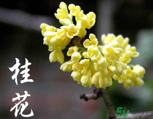 剛摘的桂花怎么處理？桂花摘下來(lái)怎么處理？