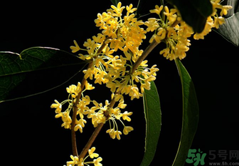剛摘的桂花怎么處理？桂花摘下來(lái)怎么處理？