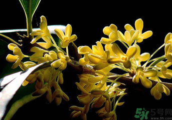 剛摘的桂花怎么處理？桂花摘下來(lái)怎么處理？