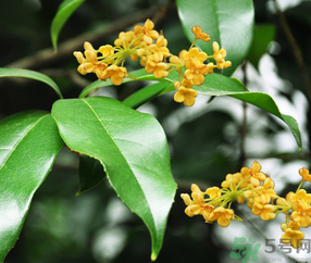 剛摘的桂花怎么清洗？新鮮桂花怎么清洗？