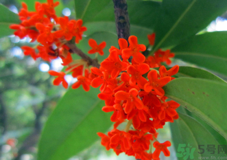 剛摘的桂花怎么清洗？新鮮桂花怎么清洗？