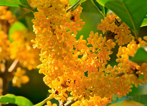 剛摘的桂花怎么清洗？新鮮桂花怎么清洗？
