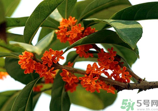 桂花怎么保存？桂花怎么保存香味？