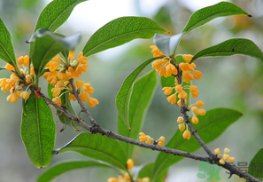 桂花怎么保存？桂花怎么保存香味？